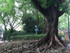 -九龙公园