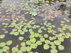 -映月湖公园
