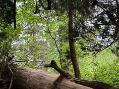 -天目山大树王景区