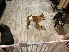 -百好乐宠物友好餐厅(朝外大街店)