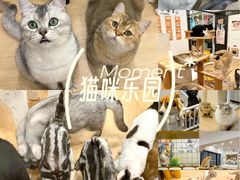 -有喵·猫咖·狗咖·30几只猫10只小狗(岗厦店)