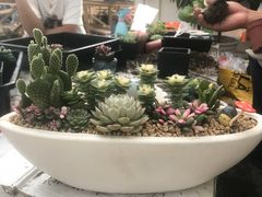 -龙大花卉苗木市场