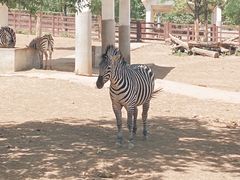 -辛玛王国游乐园