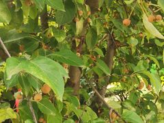 -洛阳周公庙博物馆