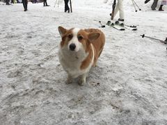 -多乐美地滑雪场