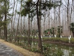 -合肥滨湖国家森林公园