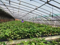 -甜心庄园·甜心草莓采摘园(西青中北店)