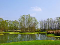 -桤木河湿地公园