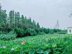-上海长兴岛郊野公园
