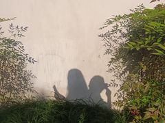 -秋霞圃