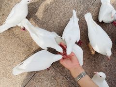-海合安武汉极地海洋公园