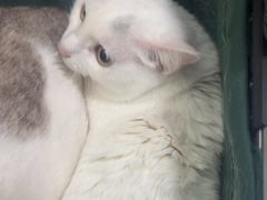-伟伟宠物医院·瑞派猫友好医院·猫科(光谷店)