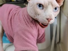 -纳吉亚猫专科动物诊疗中心(蒋宅口分院)