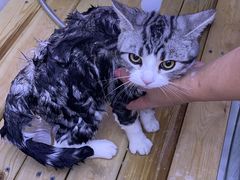 -喵百万·布偶·蓝金金渐层英短·猫舍(百子湾店)