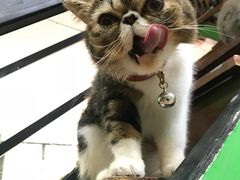 -李小姐の猫咖啡馆(五角场店)