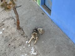 -青藏高原野生动物园