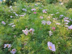 -长春公园(普阳街道)