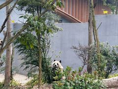 -成都大熊猫繁育研究基地