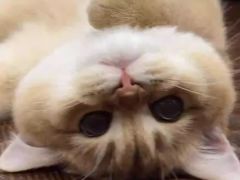 -小猫来了·猫舍(红山六九七九店)