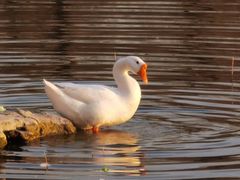 -三忘湖 SWANSEEN(柳荫公园店)