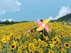 -径山花海