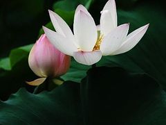 -中粮万科长阳半岛