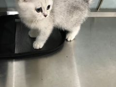 -中农大我爱我爱24h动物医院·中医针灸·猫专科·骨科医疗中心(双井店)