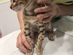 -艾吉宠物医院·疑难杂症转诊中心·猫友好(碧江路院)