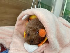 -爱侣宠医·鹦鹉专科·小型哺乳类·异宠专科(灵石路店)