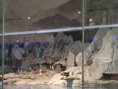 -帝企鹅自助餐厅•儿童岛•真企鹅(长隆企鹅酒店)