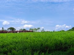 -桤木河湿地公园