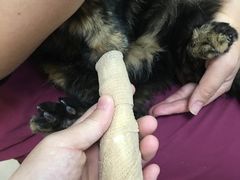 -艾贝尔宠物诊疗