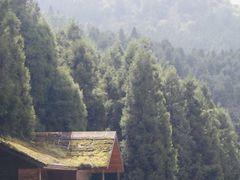 -武陵山森林公园