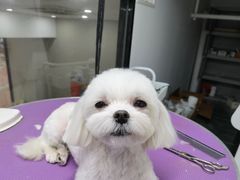 -诺诺宠屋(欧洲城店)