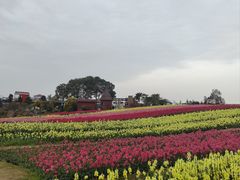 -空港花田景区