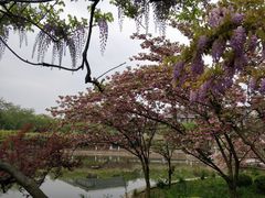 -嘉定紫藤园