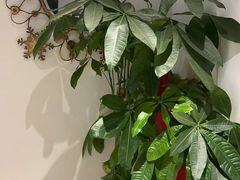 -Angkor SPA 柬埔寨古法按摩(环贸店)