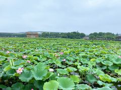 -荷塘月色湿地公园·向阳花洲