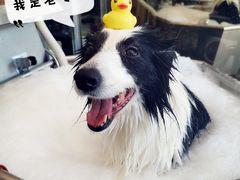 -PETKIT小佩宠物(古北店)