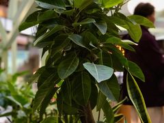 -Seesaw Coffee(上海太阳宫K46店)