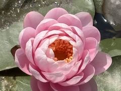 -白洋淀景区