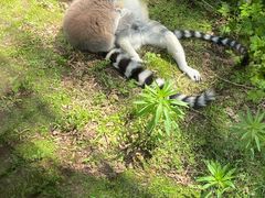 -哈尔滨北方森林动物园
