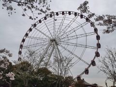 -顾村公园