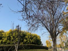 -两河城市森林公园