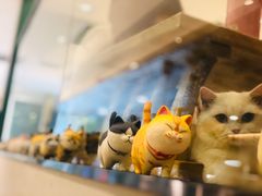 -飞行喵MR PILOT|猫舍·猫咖(静安大融城店)