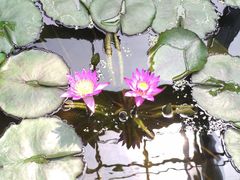 -国家植物园南园