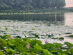 -丁香湖公园