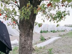 -喜杨洋草莓采摘园