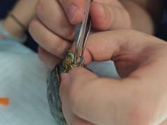 -爱侣宠医·鹦鹉专科·小型哺乳类·异宠专科(灵石路店)