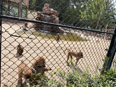 -北京野生动物园